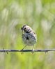 Savannah Sparrow